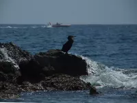 Kuifaalscholver [Stictocarbo aristotelis desmarestii]